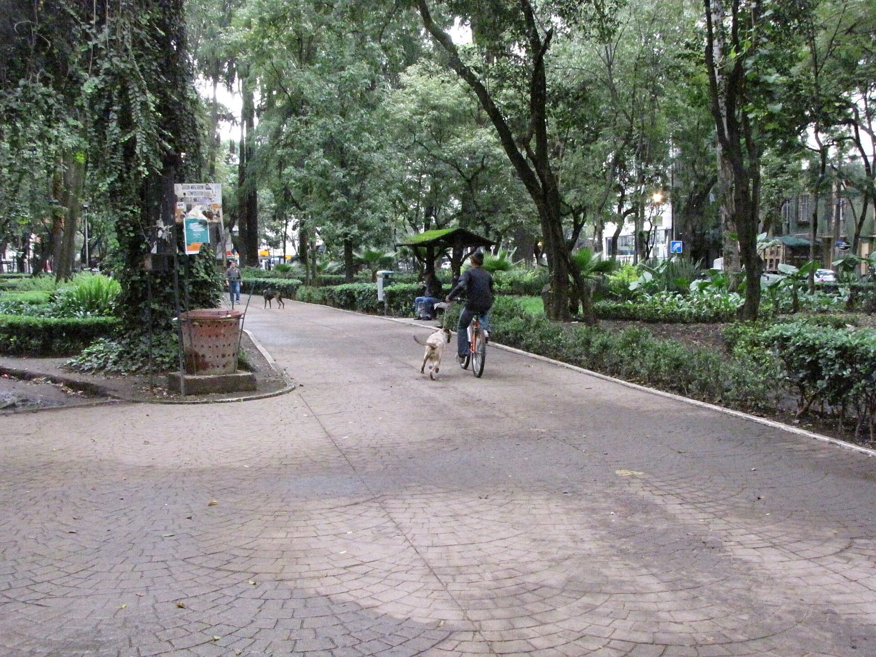 A shaded walking path in Parque México, Condesa